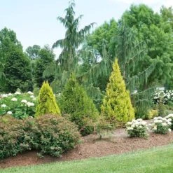 Fluffy® Arborvitae -GREAT GARDEN PLANTS thuja plicata fluffy 3 sw