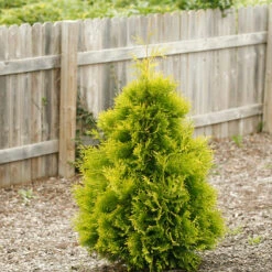 Polar Gold® Arborvitae -GREAT GARDEN PLANTS thuja polar gold 1