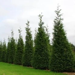 GREAT GARDEN PLANTS -GREAT GARDEN PLANTS thuja wintergreen arborvitae 2 sw