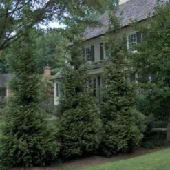 'Hetz Wintergreen' Arborvitae -GREAT GARDEN PLANTS thuja wintergreen arborvitae 3 sw