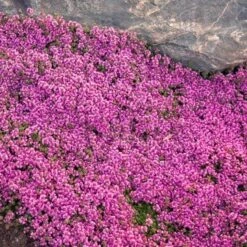 Red Creeping Thyme -GREAT GARDEN PLANTS thymus coccineus creeping thyme 2 sw