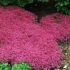 Red Creeping Thyme