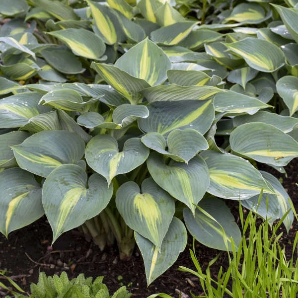 'Touch Of Class' Hosta 2 'Touch Of Class' Hosta - Image 2