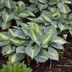 'Touch Of Class' Hosta 7 'Touch Of Class' Hosta -GREAT GARDEN PLANTS touch of class hosta 3