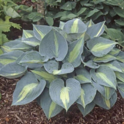 'Touch Of Class' Hosta 6 'Touch Of Class' Hosta -GREAT GARDEN PLANTS touch of class hosta 4