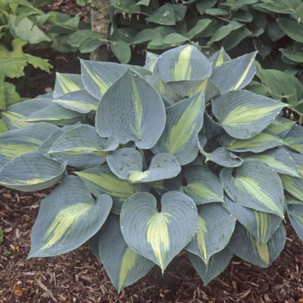 'Touch Of Class' Hosta 3 'Touch Of Class' Hosta - Image 3