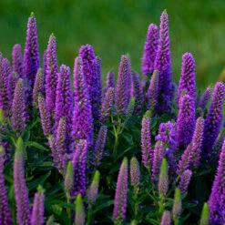 Magic Show® 'Purple Illusion' Spike Speedwell -GREAT GARDEN PLANTS veronica purple illusion 3 P