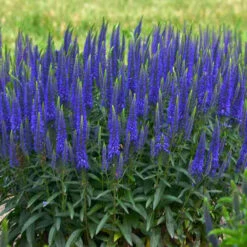 Magic Show® 'Wizard Of Ahhs' Spike Speedwell -GREAT GARDEN PLANTS veronica wizard of ahhs spike speedwell 2