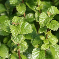 All That Glows® Arrowwood Viburnum -GREAT GARDEN PLANTS viburnum all that glows 1