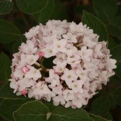 Spice Baby™ Koreanspice Viburnum -GREAT GARDEN PLANTS viburnum carlesii spice baby 3