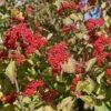 Cardinal Candy® Linden Viburnum