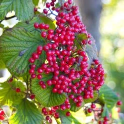 Cardinal Candy® Linden Viburnum -GREAT GARDEN PLANTS viburnum dilitatum cardinal candy 3 sw