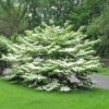 'Summer Snowflake' Doublefile Viburnum