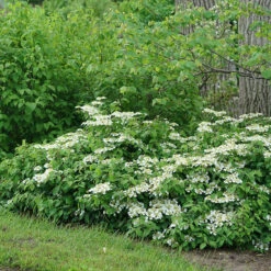Wabi-Sabi® Doublefile Viburnum -GREAT GARDEN PLANTS viburnum wabi sabi 3