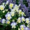 'Etain' Perennial Violet