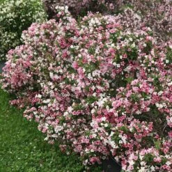 Czechmark Trilogy® Weigela -GREAT GARDEN PLANTS weigela czechmark trilogy 2 sw