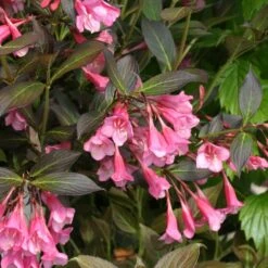 Fine Wine® Weigela -GREAT GARDEN PLANTS weigela fine wine 1 40a5c063 a4d6 43a3 b771 a0f568dc6019