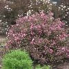 Fine Wine® Weigela