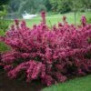 Sonic Bloom® Pink Weigela