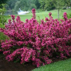 GREAT GARDEN PLANTS -GREAT GARDEN PLANTS weigela sonic bloom pink 1 8c1310b2 2750 4b55 8eef 7e13fa89ac30