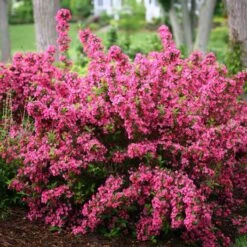 Sonic Bloom® Pink Weigela -GREAT GARDEN PLANTS weigela sonic bloom pink 3