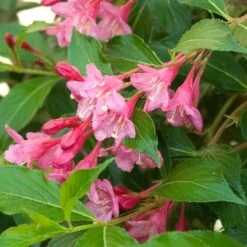 Sonic Bloom® Pink Weigela -GREAT GARDEN PLANTS weigela sonic bloom pink 6