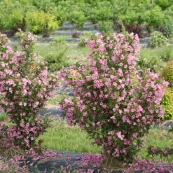 Sonic Bloom® Pure Pink Weigela -GREAT GARDEN PLANTS weigela sonic bloom pure pink 3