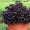 Spilled Wine® Weigela