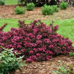 Spilled Wine® Weigela -GREAT GARDEN PLANTS weigela spilled wine 3