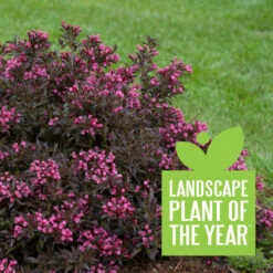 Spilled Wine® Weigela -GREAT GARDEN PLANTS weigela spilled wine 4