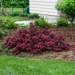 Spilled Wine® Weigela -GREAT GARDEN PLANTS weigela spilled wine 5