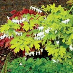 'White Gold' Bleeding Heart -GREAT GARDEN PLANTS white gold bleeding heart 3