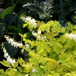 'White Gold' Bleeding Heart -GREAT GARDEN PLANTS white gold bleeding heart 4